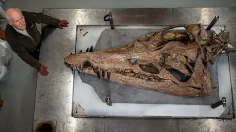 BBC/TONY JOLLIFFE Steve Etches standing alongside the giant skull  of a pliosaur  of a 