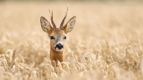 Getty Images A male roe deer sticks its head above a field of ripening wheat. The deer is light brown in colour and has short, brown antlers and large black nose.