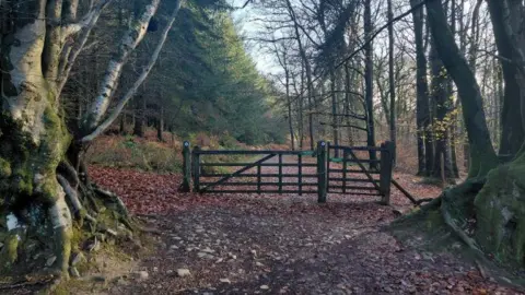 A view of a footpath on the Quantock Hills in Somerset. The path is covered in leaves and its leading through a wooded area.