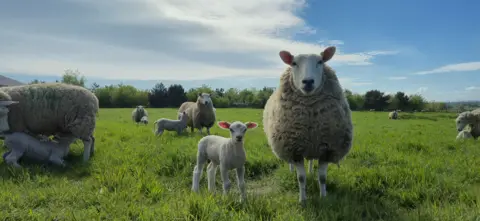 BBC Weather Watchers/Super Furry Animal A sheep and a lamb look directly into the camera, among several other sheep in a grassy field.