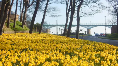 Gary Gimmick A large group of daffodils lay beneath some trees at the side of a road in Scarborough with an arched Victorian bridge in the distance.