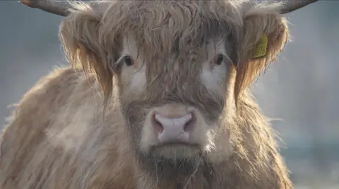 Jamie Niblock/BBC A Highland cattle, looking straight at the camera. 