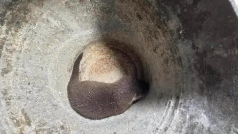 Nutria en una alcantarilla de la estación de bomberos de East Leake