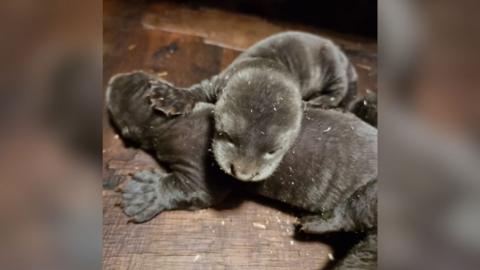 Two otter pups on a wooden surface