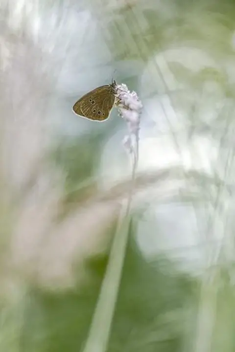 Richard Fox Butterfly