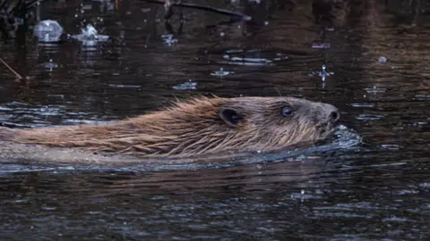 Beaver Trust A beaver swimming