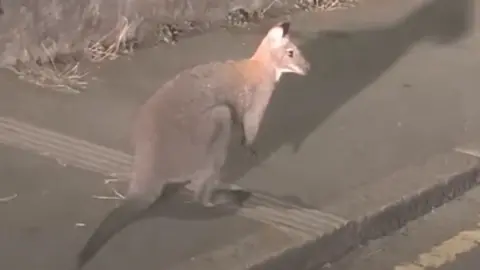 A wallaby stands on a pavement in the dark while looking out towards the main road 