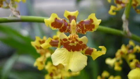 Cambridge University Botanic Gardens Cora the Dancing Lady Orchid, in yellow and red, with green stems behind her. 