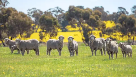 Getty Images A group of eight sheep in Perth, Australia, stand in a rough line. They are looking towards the camera, their ears pricked up. The grass is green with yellow flowers and there is a golden-coloured field behind them, beyond a row of trees.