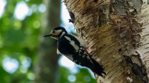 dogsrock A woodpecker chick on a tree trunk.