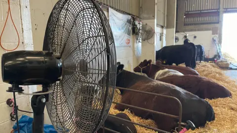 Edd Smith/BBC A cattle shed with about six brown cows sitting down on mounds of hay. They are being kept cool with a fan.