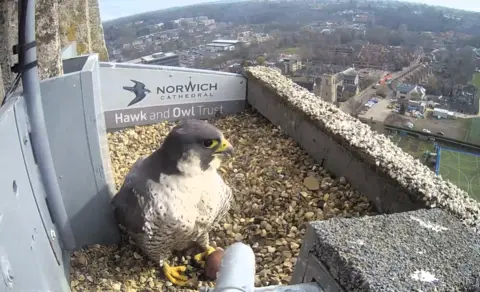 Hawk and Owl Trust A webcam image of a peregrine falcon with its distinguishable yellow beak and yellow talons sat in front of a red egg inside its gravel nest at Norwich Cathedral. The Norwich skyline is in the background.