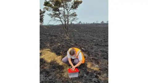 Dorset Heaths Partnership A woman leans over a box during a wildlife rescue. The ground around her is charred and flattened.