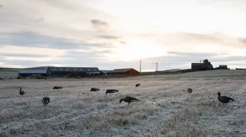 Fionn McArthur Greylag geese eating farmers crops on a frosty day. There are farm buildings in the background and the sun is coming up from behind a cloud.