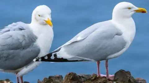 Two herring gulls