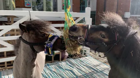 Two ponies sharing hay