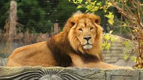 A large Asiatic lion relaxing on a stone block at a reserve. It is looking directly into the camera.