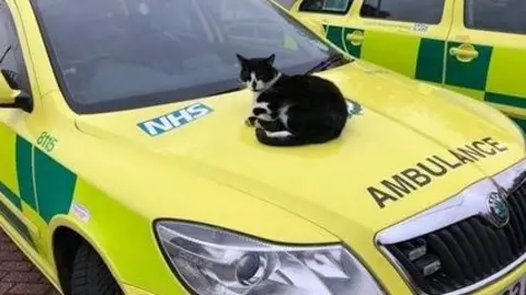 A black and white cat sits on the bonnet of an ambulance car
