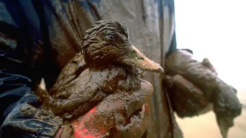 Getty Images Rescue of an oiled duck following the sinking of the Sea Empress