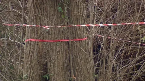 A tree with red tape around it to show that it could be chopped down as part of the plans