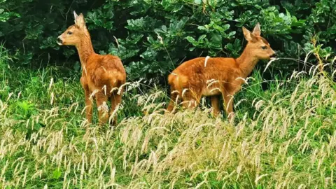 A picture of two baby deer playing in a meadow 