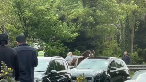 Horses trot next to traffic as people guide them safely.