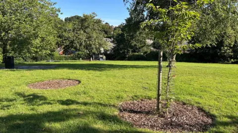 A picture of the missing cherry tree that was planted in a circle surrounded by bark. Another tree is visible next to it surrounded by a cage.
