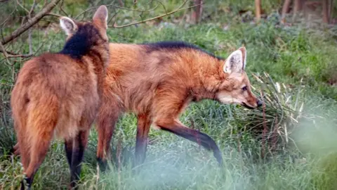 Paignton Zoo Two adult maned wolves are exploring a grassy enclosure, with some tree branches also in the shot. They have faces ad orange colouring like a large fox, with darker marking on their backs and lower parts of tier legs. They have have black noses.