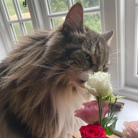 Laura Ancell Long haired cat sniffing roses 