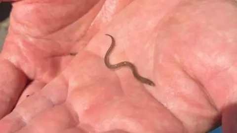 A small brown eel, about an inch and a half long, lying in the palm of a hand.