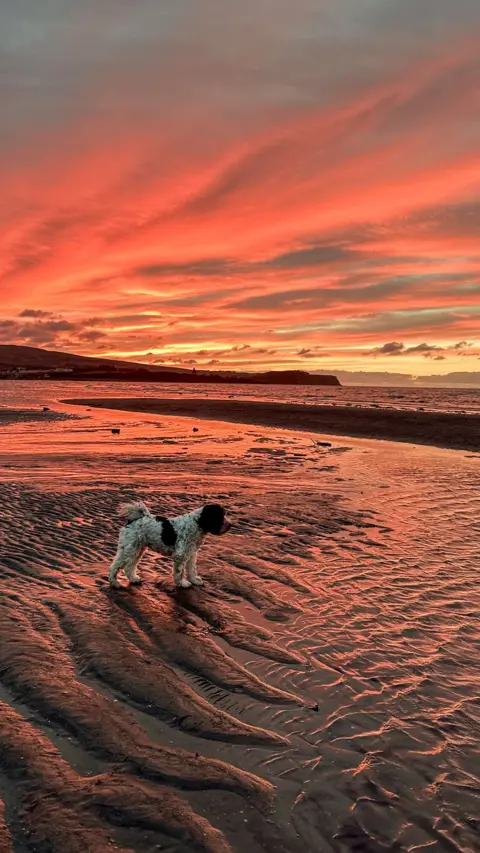 Alex Ulivi Un perro blanco y marrón de pie en una playa de arena con un cielo naranja y amarillo intenso al atardecer.