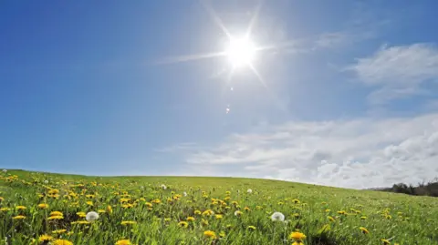 Wild meadow on summers day - stock photo