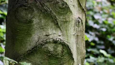 Dan Seaham Harbour Lad A brown and green tree trunk which is covered in natural carvings which looks like a face.