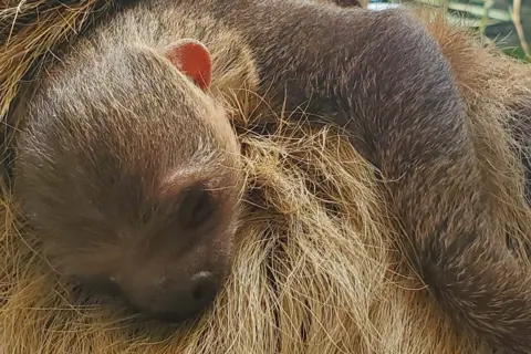 Edinburgh Zoo Close-up of baby Sloth Atty clinging to his mother Feira