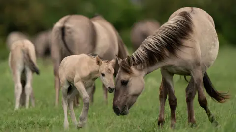 A Konik mother pony is with her foal in grassland in Wicken Fen in Cambridgeshire.