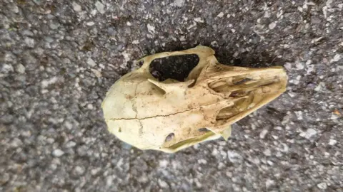 Peterborough Litter Wombles A off-white colour skull-like object on the road.