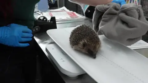 A plump hedgehog is being weighed by a volunteer who is wearing blue latex gloves.