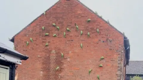 A group of vibrant green parrots cling to a red brick wall, scattered across its vertical surface in various poses. 