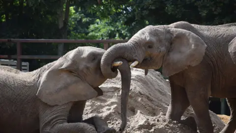 Howletts Wild Animal Park Two elephants, with their trunks entwined. One is sitting down and one is kneeling.