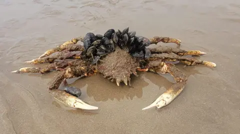 The spider crab on the beach at Talybont