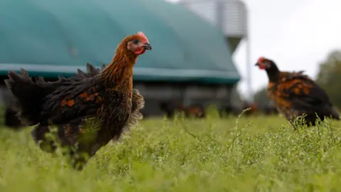 Norfolk Black free range chickens roam in Shropham, U.K