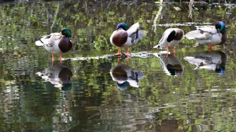Leslie Stuart Four Mallards in a line on water - they appear to be admiring each other