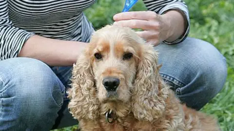 Blonde, curly haired spaniel having flea treatmet