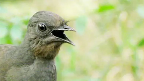 Close-up of a brown lyrebird on the ground in a woodland clearing with brown and black eyes. Its sharp beak is open as it sings.