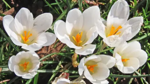 Ian Hughes A small group of white flowers with yellow centres
