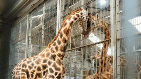 Tom Anders Stanley stands alone in his enclosure, with his head against the side of the metal railings. Another giraffe stands on the other side, and they press their heads together. 