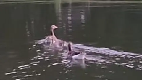 The young bird paddled away with other goslings and adult geese