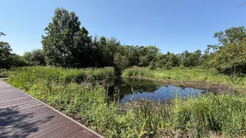 Yorkshire Wildlife Trust A small pond surrounded by dense vegetation and wetland plants sits beneath a clear blue sky. Tall reeds, grasses and wildflowers line the water's edge, while mature trees form a green backdrop around the habitat. A wooden boardwalk runs along the left side of the scene, providing access through the nature area. The still water reflects the surrounding plants and trees, creating a tranquil wetland setting.