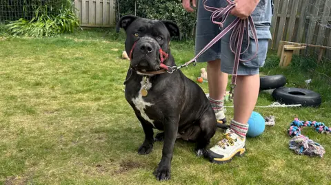 Frankie, a large black dog, wearing a red head collar sits on the grass beside Nina Morgan standing in her garden. She's holding the dog’s leash, and several toys including ropes, balls, and rubber items, are spread out on the lawn. The garden is bordered by bushes, fencing, and some outdoor items.