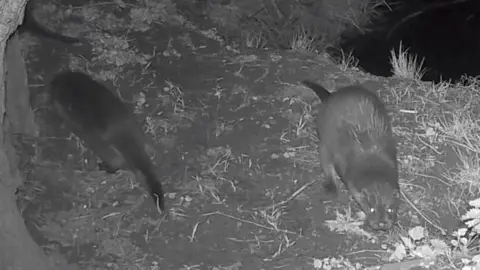 Suffolk Otter Group Two otters are captured on a camera roaming around a river bank in the middle of the night. It is a black and white image.